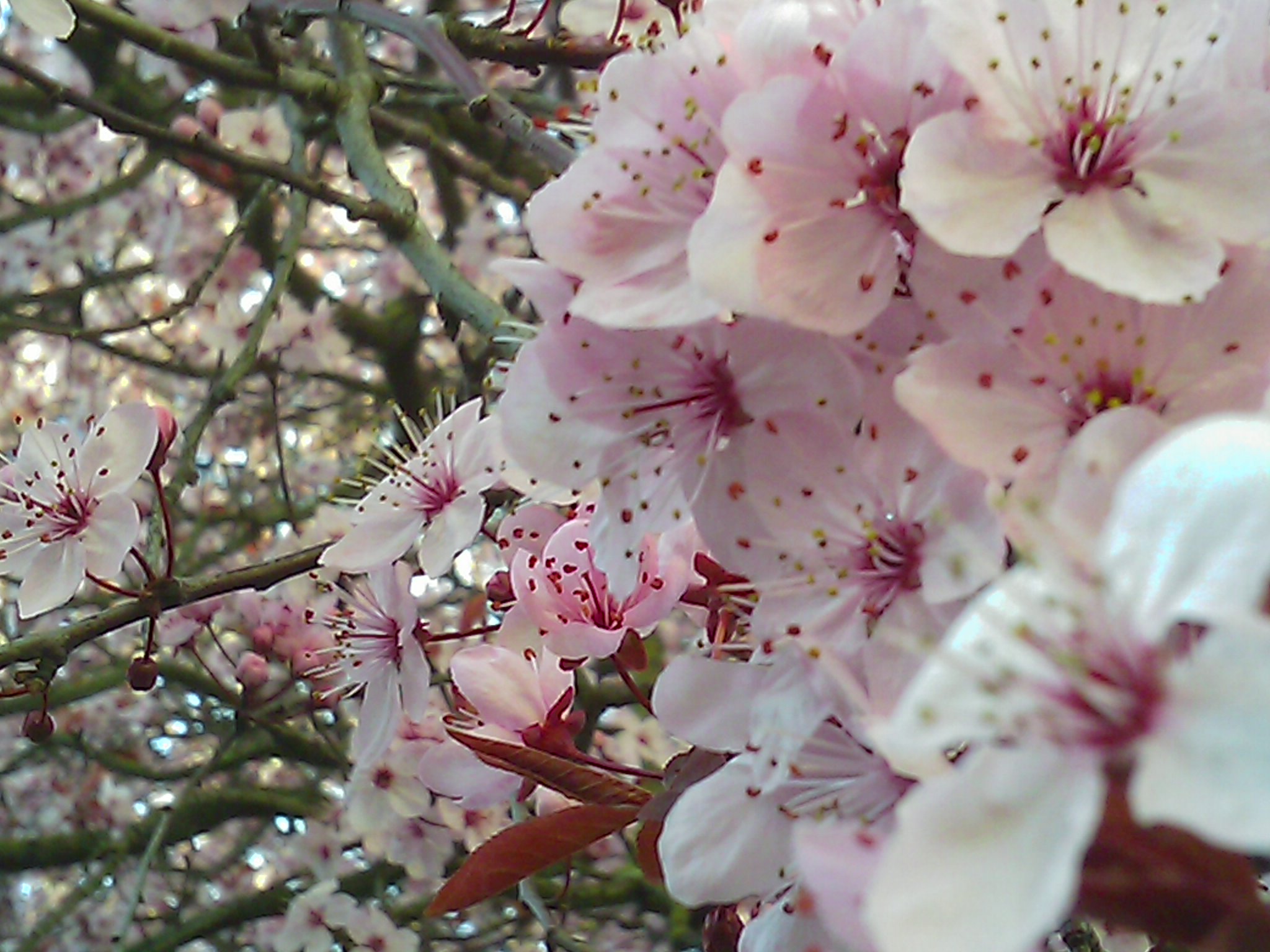 Cherry Blossoms at South Seattle Community College